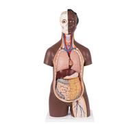 3B Scientific Classic Unisex Human Torso Model, 12 part, dark skin, 3B Smart Anatomy