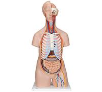 3B Scientific Classic Unisex Torso 16 Part + free anatomy software - 3B Smart Anatomy