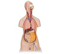 3B Scientific Classic Unisex Torso with Opened Neck and Back 18 Part + free anatomy software - 3B Smart Anatomy