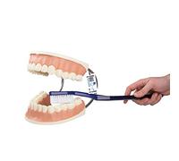 3B Scientific D16 Giant Dental Care Model, 3 Times Life Size