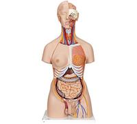 3B Scientific Deluxe Dua Sex Torso with Opened Back 28 Part + free anatomy software - 3B Smart Anatomy