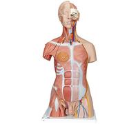 3B Scientific Deluxe Dual Sex Muscle Torso 31 Part + free anatomy software - 3B Smart Anatomy B40