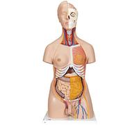 3B Scientific Deluxe Dual Sex Torso 20 Part + free anatomy software - 3B Smart Anatomy