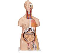 3B Scientific Deluxe Dual Sex Torso 24 Part + free anatomy software - 3B Smart Anatomy