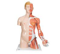 3B Scientific Deluxe Dual Sex Torso with Muscular Arm 33 Part