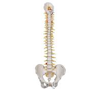 3B Scientific Deluxe Flexible Spine + free Anatomy App - 3B Smart Anatomy