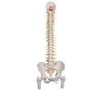 3B Scientific Deluxe Flexible Spine with Femur heads + free Anatomy App - 3B Smart Anatomy