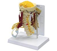 3B Scientific Deluxe Muscled Cervical Spine