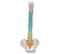3B Scientific Didactic Flexible Spine + free anatomy software - 3B Smart Anatomy A58/8