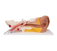3B Scientific Ear 3 Times Life Size 4 Part + free anatomy software - 3B Smart Anatomy