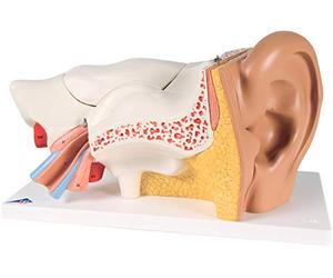 3B Scientific Ear 3 Times Life Size 6 Part + free anatomy software - 3B Smart Anatomy E11