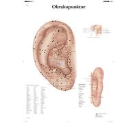 3B Scientific Ear Acupuncture Educational Chart, Auriculotherapy Poster, Ear Acupuncture Points & Meridian Teaching Chart for TCM Education