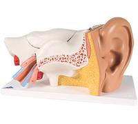 3B Scientific® Ear Model - 3x Enlarged Human Ear Anatomy, 6-Part Dissectible Model + Smart Anatomy App (5-Year Warranty)