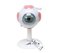 3B Scientific Eye 3 Times Full Size 6 Part + free anatomy software - 3B Smart Anatomy F15