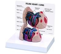 3B Scientific Feline Heart And Lung Model
