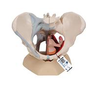 3B Scientific® Female Pelvis Model - 4-Part Human Pelvis with Ligaments, Median Section of Pelvic Floor Musculature & Organs + Smart Anatomy App (5-Year Warranty)