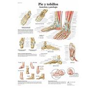 3B Scientific Foot & Ankle Anatomy and Pathology Chart, Spanish Paper Anatomy Poster, Detailed Foot Joint Wall Chart for Medical Students, Podiatry, Physiotherapy & Healthcare Education