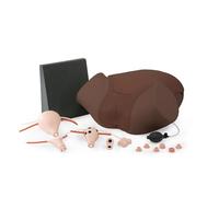 3B Scientific Gynecologic Skills Trainer P91D (Dark Skin)