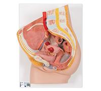 3B Scientific H10 Female Pelvis Model in Median Section, 2 Part + free anatomy software - 3B Smart Anatomy