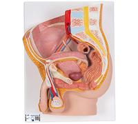 3B Scientific H11 Male Pelvis, 2 Part + free Anatomy App - 3B Smart Anatomy