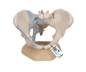 3B Scientific H20/2 Female Pelvis With Ligaments, 3 Part + free Anatomy App - 3B Smart Anatomy