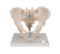 3B Scientific H21/1 Male Pelvis Model, 3 Part