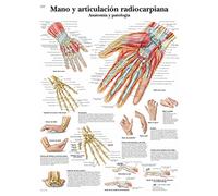 3B Scientific Hand and Wrist Educational Chart, Hand & Wrist Anatomy and Pathology Poster, Bones, Muscles, Tendons, Ligaments & Joint Disorders Teaching Chart