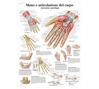 3B Scientific Hand & Wrist Anatomy Educational Chart, Hand Anatomy & Pathology Poster, Carpal Bones, Wrist Joints, Tendons & Nerves Teaching Chart