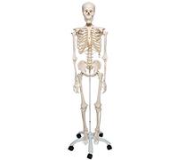 3B Scientific Human Anatomy - A10 Skeleton Model, Classic + free anatomy software - 3B Smart Anatomy