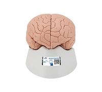 3B Scientific Human Anatomy - Brain Model, 2 Part + free anatomy software - 3B Smart Anatomy C15