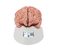 3B Scientific Human Anatomy - Brain Model with Arteries, 9-part + free Anatomy App - 3B Smart Anatomy
