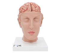 3B Scientific Human Anatomy - Brain Model with Arteries on Base of Head, 8 Part + free Anatomy App - 3B Smart Anatomy
