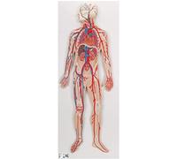 3B Scientific Human Anatomy - Circulatory System Model + free Anatomy App - 3B Smart Anatomy