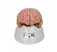 3B Scientific Human Anatomy - Classic Brain Model, 5 Part + free anatomy software - 3B Smart Anatomy