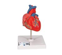 3B Scientific Human Anatomy - Classic Heart Model, 2 Part + free anatomy software - 3B Smart Anatomy
