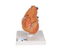 3B Scientific Human Anatomy - Classic Heart Model with Thymus, 3 Part + free anatomy software - 3B Smart Anatomy G08/1