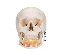 3B Scientific Human Anatomy - Classic Human Skull Model with Opened Lower Jaw, Magnetic Connections, 3 Part + free anatomy software - 3B Smart Anatomy