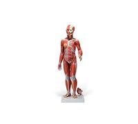 3B Scientific Human Anatomy - Complete Dual Sex Muscular Figure, 33 Part + free Anatomy App - 3B Smart Anatomy
