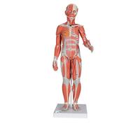3B Scientific Human Anatomy - Complete Female Muscular Figure, 21 Part + free anatomy software - 3B Smart Anatomy