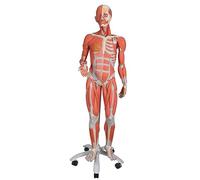 3B Scientific Human Anatomy - Female Muscle Model on A Metal Stand without Internal Organs, 3/4 Life-Size, 23-Part and Free Anatomy App - 3B Smart Anatomy