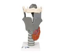 3B Scientific Human Anatomy - Functional Larynx Model, 2.5 Times Full Size + free Anatomy App - 3B Smart Anatomy, G20