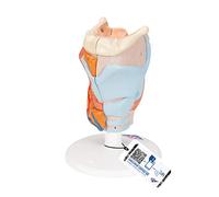 3B Scientific Human Anatomy - Larynx Model, 2 Part + free anatomy software - 3B Smart Anatomy G22