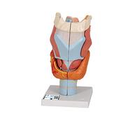 3B Scientific Human Anatomy - Larynx Model, 2 Times Full Size, 7 Part + free anatomy software - 3B Smart Anatomy, G21