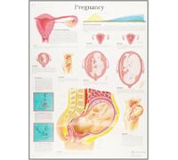 3B Scientific Human Anatomy - Pregnancy Chart, Paper Version
