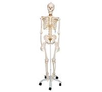 3B Scientific Human Anatomy Skeleton Model Fred - Flexible, On Pelvis Mounted Rolling Stand A15 + free Anatomy App - 3B Smart Anatomy