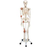 3B Scientific Human Anatomy Skeleton Model Leo - with Ligaments, On Pelvis Mounted Rolling Stand A12 + free anatomy software - 3B Smart Anatomy Standard