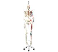 3B Scientific Human Anatomy Skeleton Model Max - with Painted Muscle Origins and Inserts, On Hanging Stand A11/1 + free Anatomy App - 3B Smart Anatomy