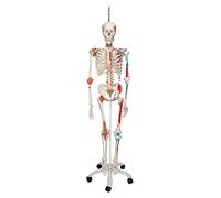3B Scientific Human Anatomy Skeleton Model Sam - with Muscles and Ligaments, On Hanging Stand A13/1 + free Anatomy App - 3B Smart Anatomy
