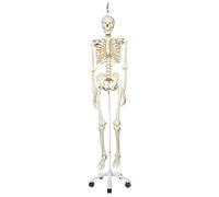3B Scientific Human Anatomy Skeleton Model Stan - Classic, On Hanging Stand A10/1 + free anatomy software - 3B Smart Anatomy