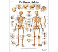 3B Scientific Human Anatomy - The Human Skeleton Chart, Paper Version, VR1113UU, unlaminated, 50.00 x 67.00 cms